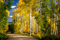 Golden Aspens on Transfer Park Road - Mancos, Colorado