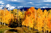 Aspen Splendor and Mountain Snow - Mancos, Colorado