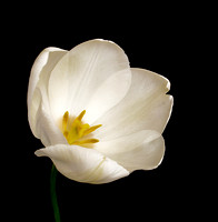 White Tulip_2