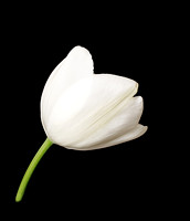 White Tulip Profile