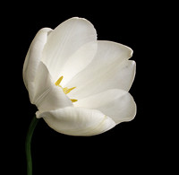 White Tulip_3