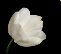 White Tulip_12