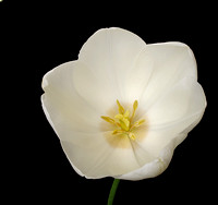 White Tulip_1