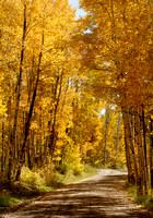 Autumn on County Road 561 - Mancos, Colorado #1