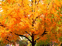 Fall on 3rd Avenue, Durango, Colorado - Art