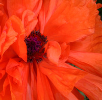 Orange Poppy Splendor
