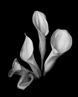 Calla Lilies - Black and White