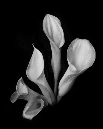 Calla Lilies - Black and White