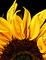 Giant Yellow Sunflower - Art