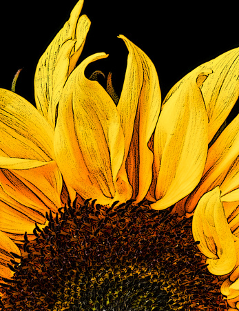 Giant Yellow Sunflower - Art